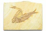 Plate With Two Fossil Fish (Knightia & Diplomystus) - Wyoming #372348-1